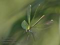 Calopteryx_splendens_ra8216