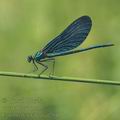 Calopteryx_virgo_af2041