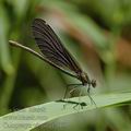 Calopteryx_virgo_af2069