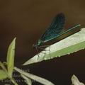 Calopteryx_virgo_af3621