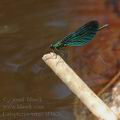 Calopteryx_virgo_af3626