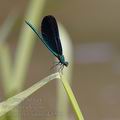 Calopteryx_virgo_ak8578