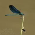 Calopteryx_virgo_ak8579