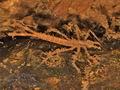 Calopteryx_virgo_fc7009