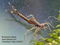 Calopteryx_virgo_kb6661