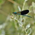 Calopteryx_xanthostoma_bg4407