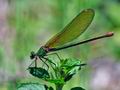 Calopteryx_xanthostoma_pi6358