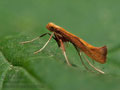 Caloptila_aurantiaca_jk8744s