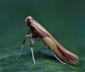 Caloptilia_alchimiella_ce2959s