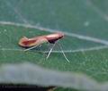 Caloptilia_alchimiella_hy3990