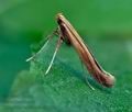 Caloptilia_betulicola_cl0038s