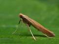 Caloptilia_betulicola_cx6336s