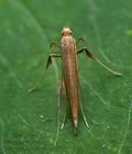 Caloptilia_betulicola_cx6350s