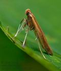 Caloptilia_betulicola_cy2518s