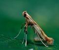 Caloptilia_hemidactylella_cp8232s