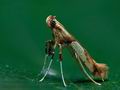 Caloptilia_hemidactylella_cp8248s