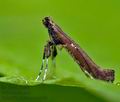 Caloptilia_jurateae_cr1196s