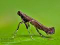 Caloptilia_jurateae_cr1223s