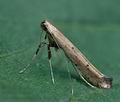 Caloptilia_populetorum_ce9510s