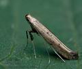 Caloptilia_populetorum_ce9545s