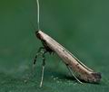 Caloptilia_populetorum_cf0010s