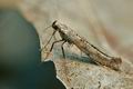 Caloptilia_populetorum_cs3281s