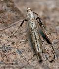 Caloptilia_populetorum_cs3320s