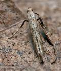 caloptilia_populetorum_cs3320s