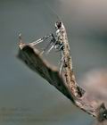 caloptilia_populetorum_cs3348s