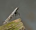 caloptilia_populetorum_cs3481s