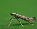 Caloptilia_populetorum_cu6865s