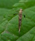 Caloptilia_populetorum_cu6892s