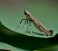 Caloptilia_populetorum_cx2309s