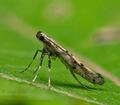 Caloptilia_populetorum_cy0498s