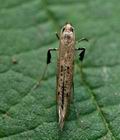 Caloptilia_populetorum_cy1212s