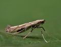 Caloptilia_populetorum_cy1221s