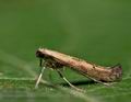 Caloptilia_populetorum_jc0630s