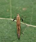 Caloptilia_populetorum_jc0638s