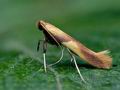 Caloptilia_robustella_cc7055s