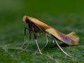 Caloptilia_robustella_cc7084s