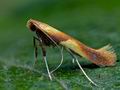 Caloptilia_robustella_cc7097s