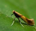 Caloptilia_robustella_cs8578s