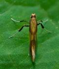 Caloptilia_robustella_cs8616s