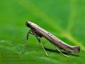 Caloptilia_roscipennella_jc0160s