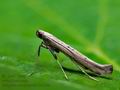 Caloptilia_roscipennella_jc0160s