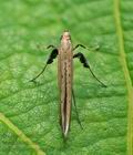 Caloptilia_roscipennella_jc0184s