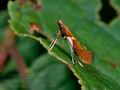 Caloptilia_stigmatella_10503