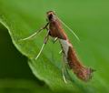 Caloptilia_stigmatella_ce1177s