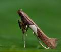 Caloptilia_stigmatella_ce1224s