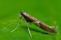 Caloptilia_stigmatella_ch7539s